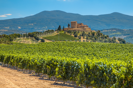 Castle Overseeing Vineyards from a Hill on a Clear Summer Day Castle Overseeing Vineyards from a Hill on a Clear Summer Day