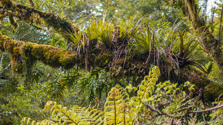 Jungle Background of Orchids and Epyfites on a Branch