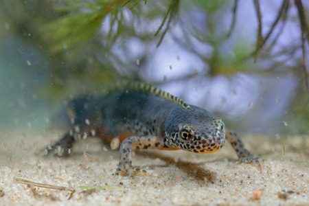 Wild Alpine Newt, Ichthyosaura alpestris, formerly Triturus alpestris and Mesotriton alpestris in a Natural Habitat Settingの写真素材