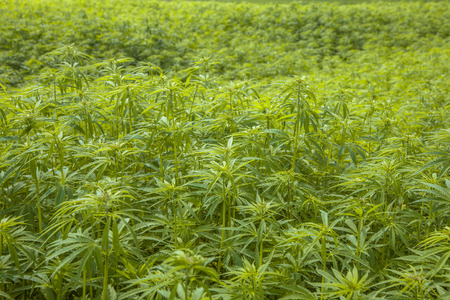Hemp Flower Buds in a Field with Shallow Backgroundの写真素材