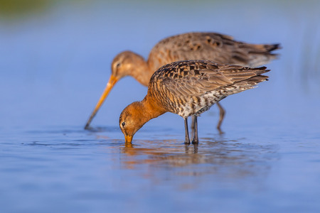 Couple of Black-tailed Godwit (Limosa limosa) with male in the front and female in rear. This is one of the wader bird target species in dutch nature protection projectsの写真素材