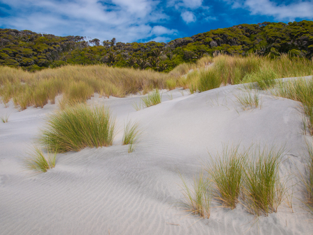 Grass and Shrub Vegetation Wharariki Beach, North Island, New Zealandの写真素材