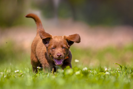Cute brown puppy running through grass in a backyard lawnの写真素材