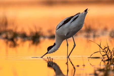 pied avocet (Recurvirostra avosetta) wading in water in early orange light and looking for food during sunriseの写真素材