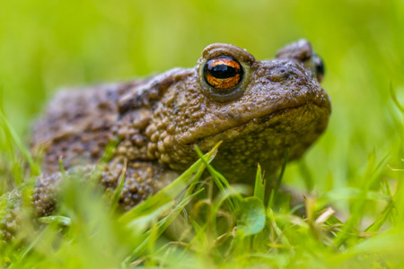 Portrait of a Common toad (Bufo bufo) with blurres grass background