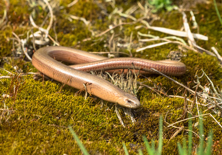 Slowworm (Anguis fragilis), Legless Lizard, on Green Moss in Natural Habitat