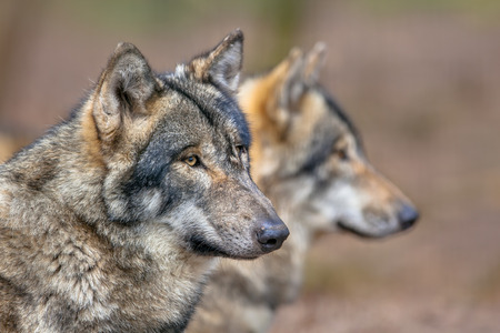 Two resting Eurasian Gray Wolfs (Canis lupus lupus). の写真素材