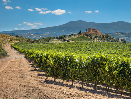 Castle Overseeing Vineyards from a Hill on a Clear Summer Day Castle Overseeing Vineyards from a Hill on a Clear Summer Day
