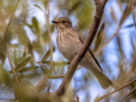 Spooted Flycather (Muscicapa striata) watching for insects in an olive tree on Lesbos island, Greeceの写真素材