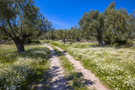 Old organic olive grove with white flowers and rocky track on a beautiful day with blue sky in springの写真素材