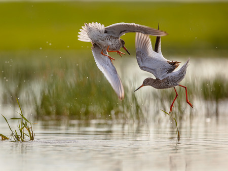Two male Common Redshank (Tringa totanus) are fighting in shallow water about territory bordersの写真素材