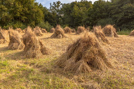 Traditional haystack of buckwheat in the old landscape of Natura docet of Twente Netherlandsの写真素材