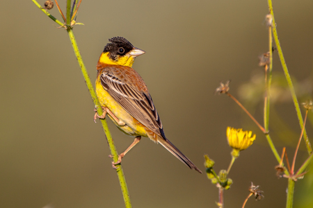 Black headed Bunting (Emberiza melanocephala) perched in herb on Lesbos island, Greeceの写真素材