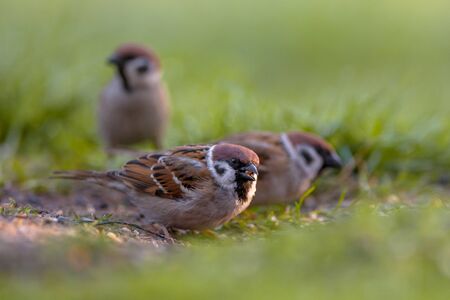 Group of Tree sparrow (Passer montanus) foraging on the ground in an ecological garden with green...