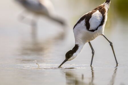 couple of pied avocet (Recurvirostra avosetta) wading in water and looking for food during sunrise