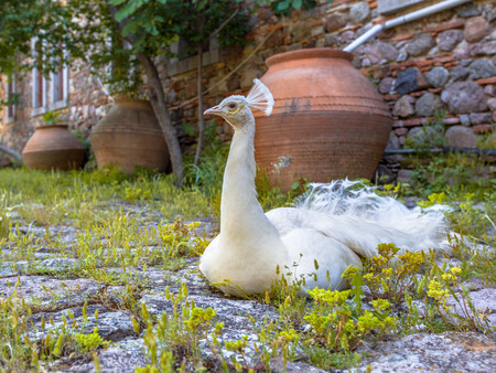 White Peacock on the courtyard of Limonos monastery on Lesbos island, Greeceの写真素材