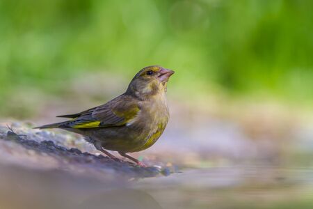 Male Greenfinch (Cardualis chloris) drinking water from a pool in an ecological nature parkの写真素材