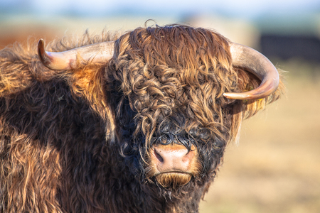 Funny looking asymmetrical horns on a Highland cattle calf in the Lauwersmeer National Park in the Netherlandsの写真素材