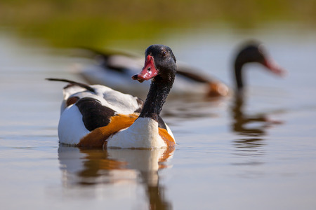 Feeding couple of common shelduck (Tadorna tadorna). This is a widespread waterfowl species in...