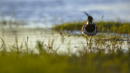 Artistic nature image of a male Northern lapwing (Vanellus vanellus) in de wind in the early morning...