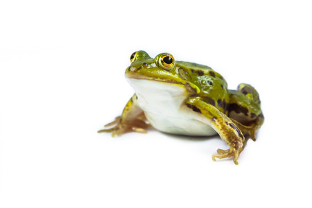 Beautiful and strong Pool frog male (Pelophylax lessonae) isolated on white backgroundの写真素材