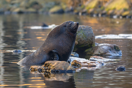 South American Fur Seal Fur Seal Arctocephalus australis or Southern perched on a rock. The South American fur seal is found on neotropical ocean coasts from the Paracas Peninsula of southern Peru south to Cape Horn on the Pacific coast, and northward to の写真素材