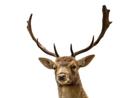 Head of fallow male deer (Dama dama)の写真素材