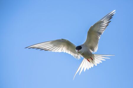 Arctic tern (Sterna paradisaea) defending its nesting site. This bird migrates from the Arctic to the Antarctic enjoying both summers.の写真素材