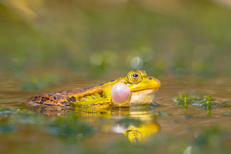Sideview of a Rare Pool frog (Pelophylax lessonae) croaking in a fen with lots of vegetation in early juneの写真素材