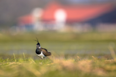 Male Northern lapwing (Vanellus vanellus) in agricultural farmland with farm building in the backdropの写真素材