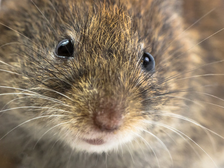Close up of head of Bank vole mouse (Myodes glareolus) with snout, whiskers and eyesの写真素材