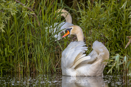 Couple of swans (Cygnus olor) building a nest at the lake. Family planning concept. Male in protective mode.の写真素材