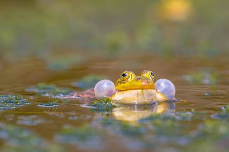 Croaking Pool frog (Pelophylax lessonae) in a fen with lots of vegetation in early juneの写真素材