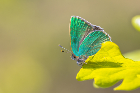 Green hairstreak butterfly (Callophrys rubi) perched on the leaf of an oak in the sunの写真素材