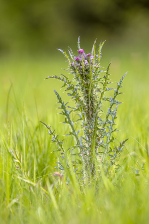 Marsh Thistle (Cirsium palustre). Tall Thistle with small Purple Flowers. Cirsium palustre is broadly distributed throughout much of Europe and eastward to central Asia.の写真素材
