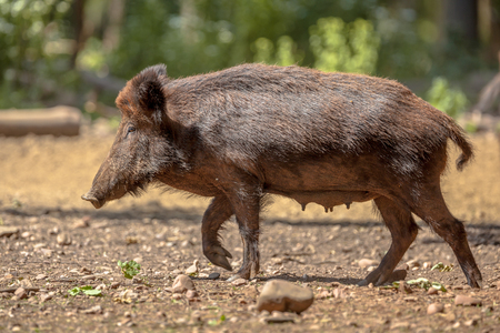 Female Wild Boar (Sus scrofa) walking in a clearing in the forestの写真素材