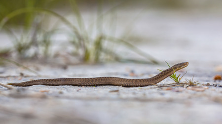 Common European Viper (Vipera berus) creeping in open habitat on sandy undergroundの写真素材