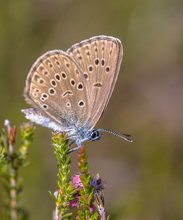Alcon large blue (Phengaris alcon) butterfly  resting in grassy vegetation. It can be seen flying in mid to late summer. Like some other species of Lycaenidae, its larva (caterpillar) stage depends on support by certain ants; it is therefore known as a myの写真素材