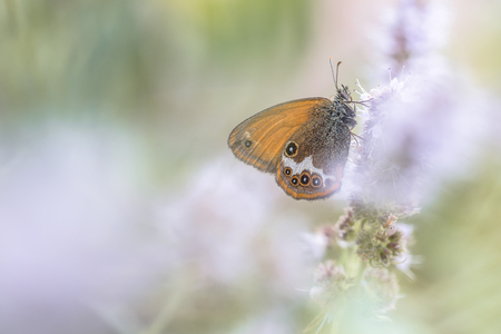 Scarce Pearly Heath butterfly (Coenonympha arcania) eating nectar from flowers in blurred fore- and backgroundの写真素材