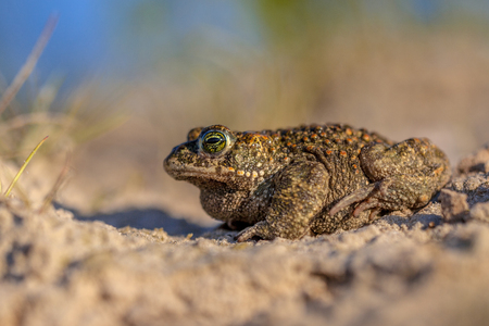 Profile sideview of a Natterjack toad (Epidalea calamita) in sandy habitat. With shallow DOFの写真素材