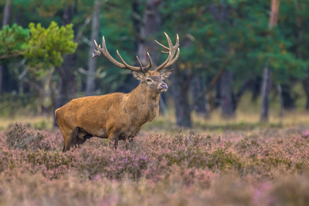 Strong male Red deer (Cervus elaphus) in field of heathland in National Park Hoge Veluwe, Netherlandsの写真素材