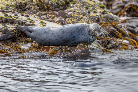 Atlantic Grey Seal (Halichoerus grypus) resting on rocks in kelp field and looking in the camera on Farne islands, Englandの写真素材