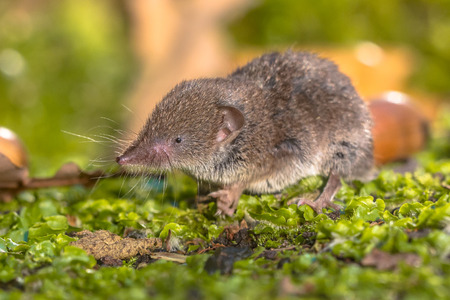 Greater White-toothed shrew (Crocidura russula) walking on green moss on the forest floorの写真素材