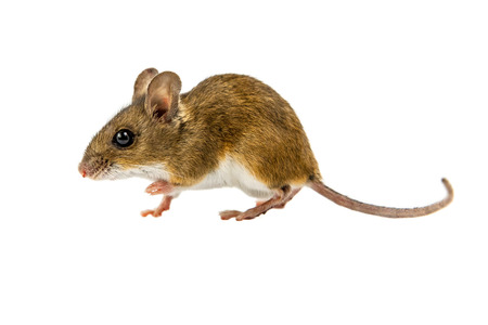 Side view of Wood mouse (Apodemus sylvaticus) walking on white backgroundの写真素材