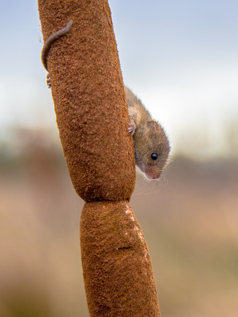 Harvesting mouse with prehensile tail (Micromys minutus) climbing in flowers of  broadleaf cattail (Typha latifolia) in natural outdoor habitatの写真素材