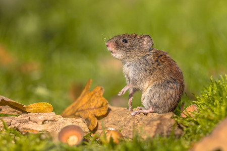 Wild Bank vole (Myodes glareolus) mouse posing on hind legs from autumn scene forest floor with dead leaves and acornsの写真素材