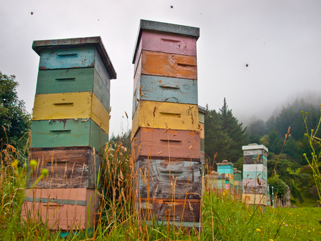 Colorful Wooden Beehives in Mountainious Countryside with Bees Swarming aroundの写真素材