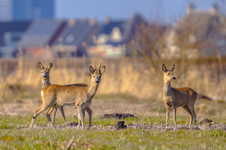 Roe Deer (Capreolus capreolus) in Urban city environment with builings in the background in the Netherlandsの写真素材