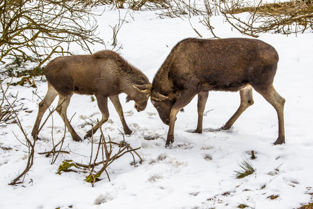 The moose (North America) or elk (Eurasia), Alces alces, is the largest extant species in the deer family. Mother and young are playingの写真素材