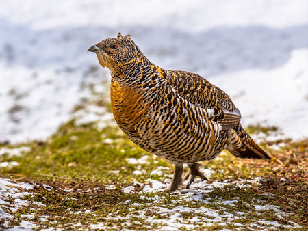 Alert Female Western capercaillie (Tetrao urogallus), which is also known as Wood grouse, Heather cock, or just capercaillie, is the largest member of the grouse familyの写真素材